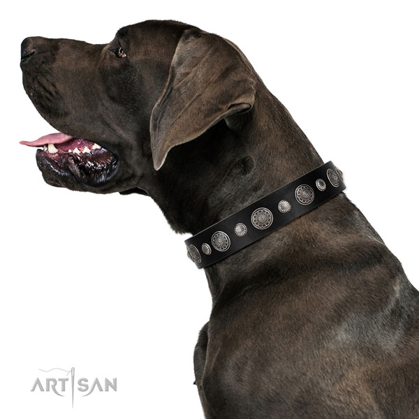 Full grain genuine leather collar with rust resistant fittings for your impressive canine