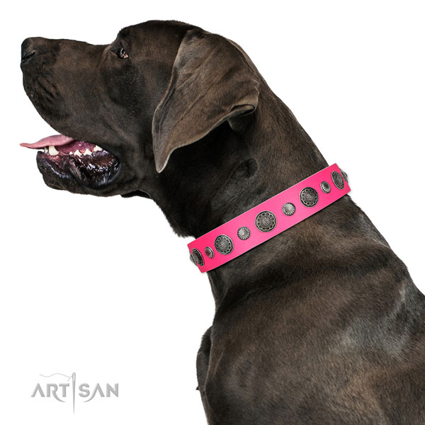 Incredible leather dog collar with corrosion proof fittings