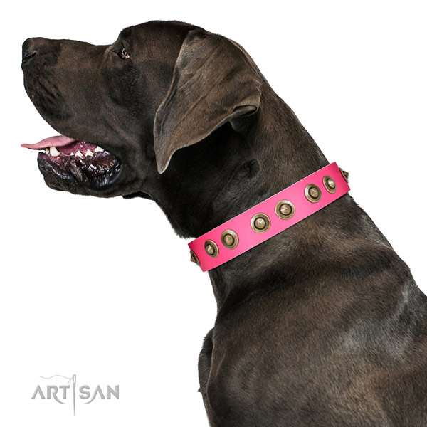 Genuine leather collar with studs for your impressive pet