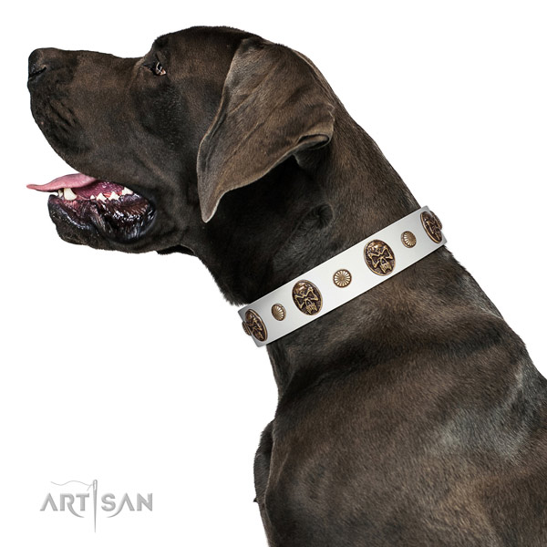 Full grain natural leather dog collar with impressive adornments