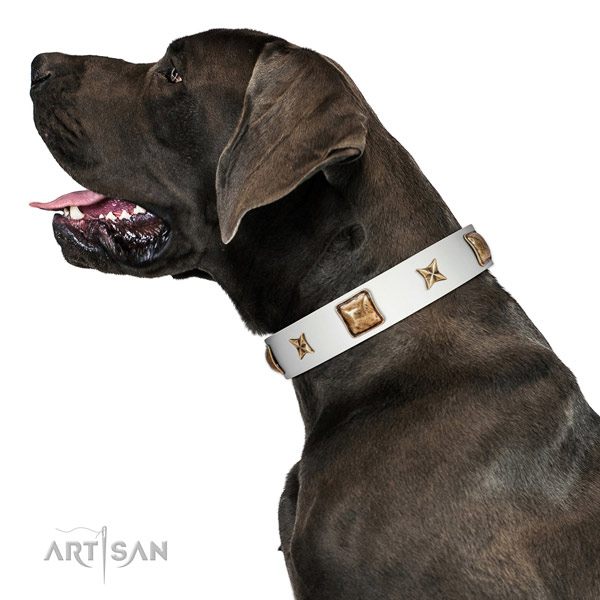 Fashionable genuine leather dog collar with studs