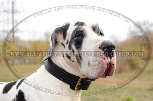 Adjustable Leather Great Dane Collar