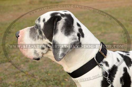 2 ply collar for Great Dane