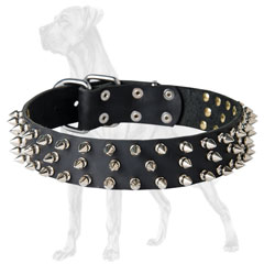 Designer Great Dane collar with 3 rows of spikes