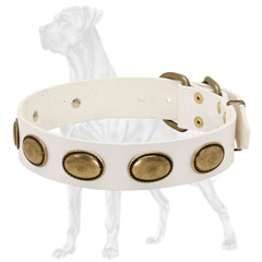 Leather Great Dane Collar Decorated with Brass Plates