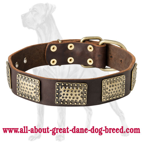 Designer Leather Collar for Great Dane with Brass Plates [C891094