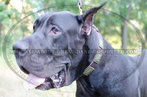 Great-Dane-Dog-Leather-Colla