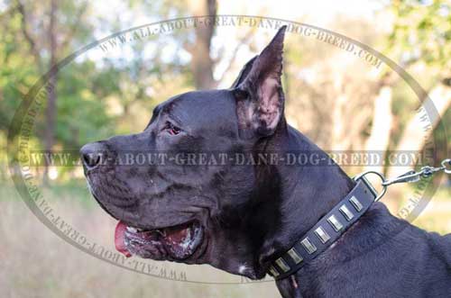 Comfortable Great Dane Collar