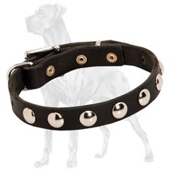 Great Dane Studded Leather Collar Non-Toxic