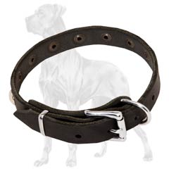 Great Dane Studded Leather Collar Dog Walking