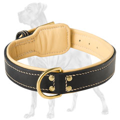 Walking Great Dane Nappa padded collar