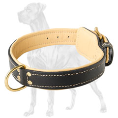 Quality Great Dane collar with fur protection plate