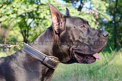 Duly stitched Great Dane leather collar