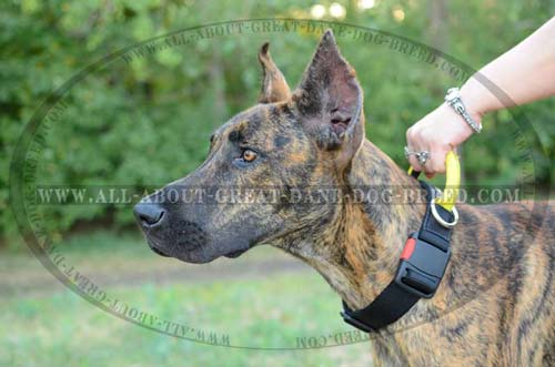 Nylon Great Dane Collar with ID Patches