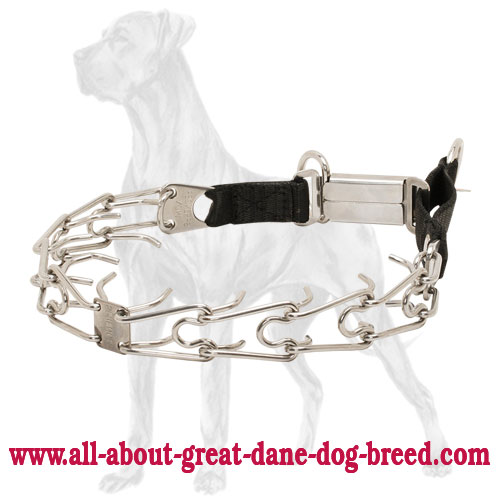 Stainless steel Great Dane collar designed by Herm  Sprenger