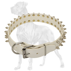 High-grade Great Dane collar with nickel plated fittings