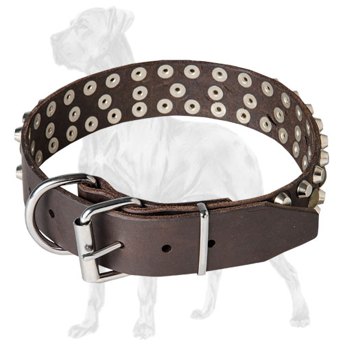 Strong collar for Great Dane with nickel fittings