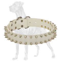 Chic Great Dane collar with nickel plated spikes