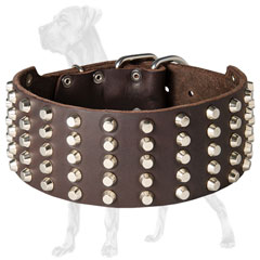 Trendy Great Dane collar with nickel plated studs