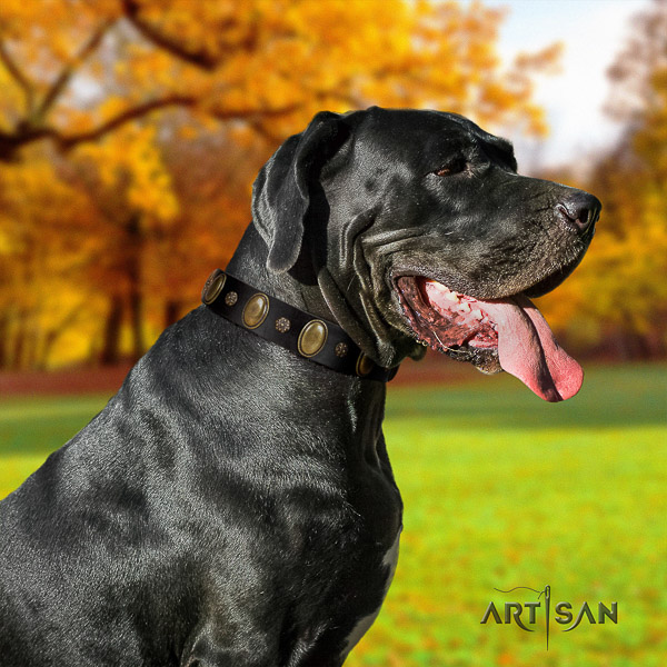 Great Dane everyday use genuine leather collar with embellishments for your doggie