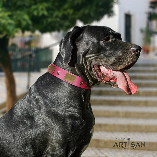 Great Dane stylish walking full grain natural leather collar with studs for your doggie