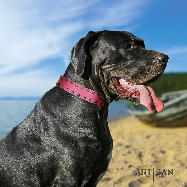 Great Dane everyday walking genuine leather collar with studs for your four-legged friend