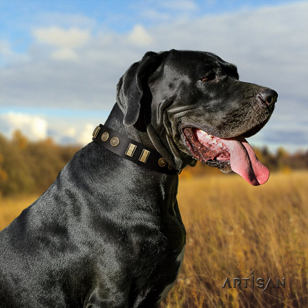 Great Dane comfortable collar with fashionable adornments for your pet