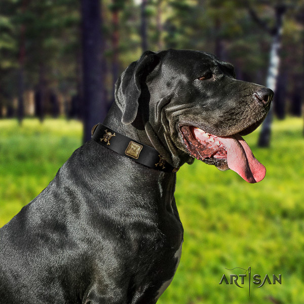 Great Dane fancy walking full grain natural leather collar with studs for your dog
