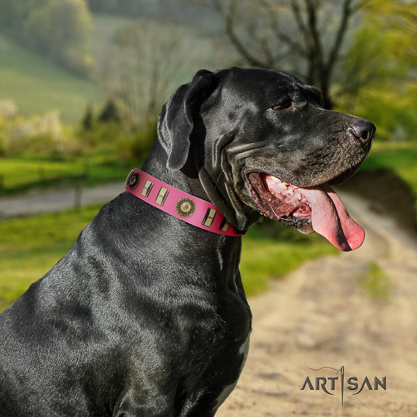 Great Dane fancy walking full grain leather collar with studs for your four-legged friend