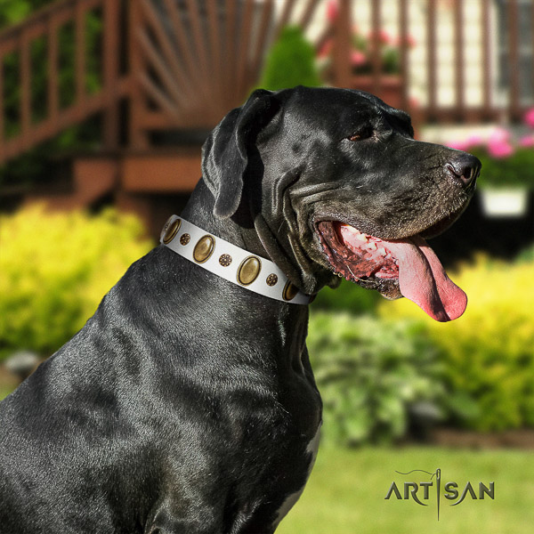 Great Dane walking genuine leather collar with adornments for your four-legged friend