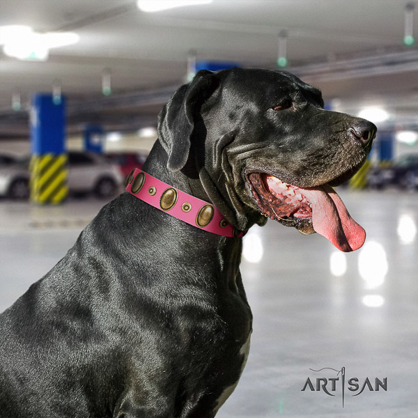 Great Dane easy wearing genuine leather collar with embellishments for your four-legged friend