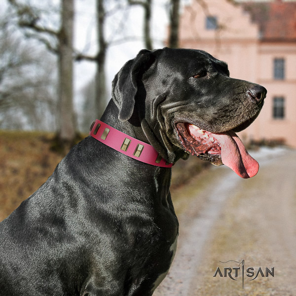 Great Dane daily use full grain natural leather collar with embellishments for your canine