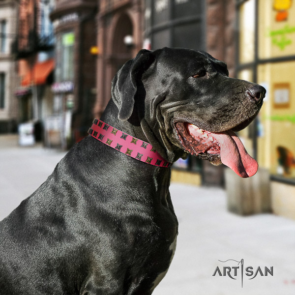 Great Dane daily walking full grain genuine leather collar with embellishments for your canine