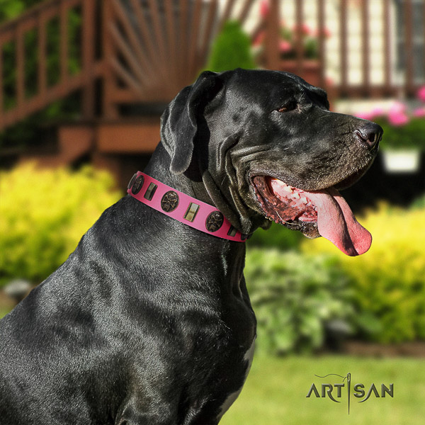 Great Dane basic training leather collar with studs for your canine