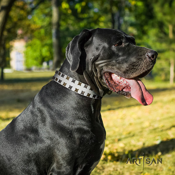 Great Dane comfy wearing leather collar with decorations for your doggie