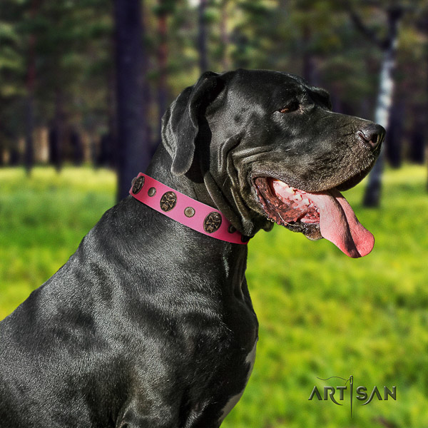 Great Dane daily use full grain natural leather collar with studs for your canine