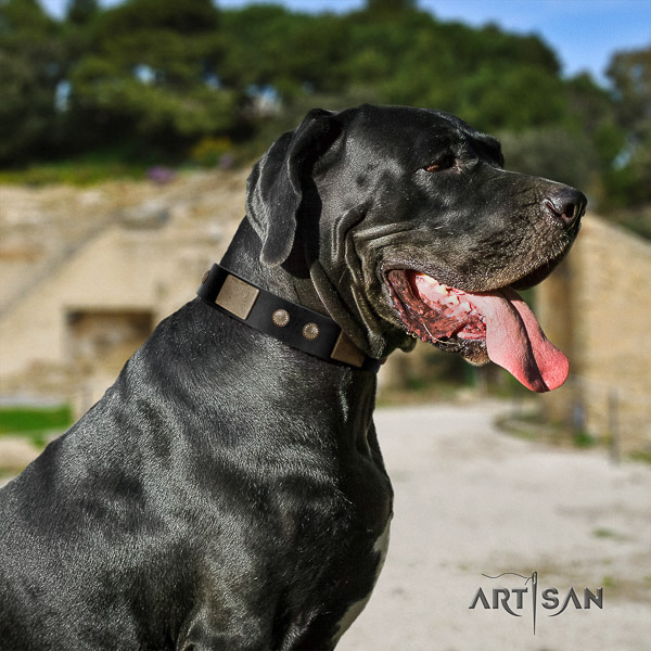 Great Dane everyday use full grain natural leather collar for your attractive dog