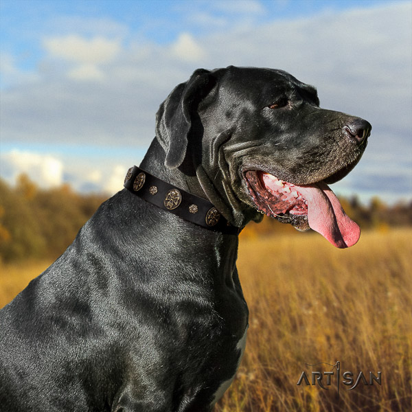 Great Dane comfy wearing full grain leather collar with embellishments for your doggie