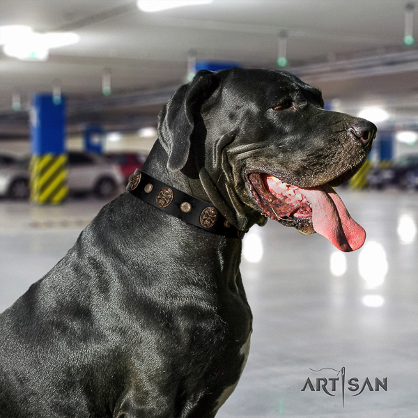 Great Dane daily walking natural leather collar with decorations for your pet