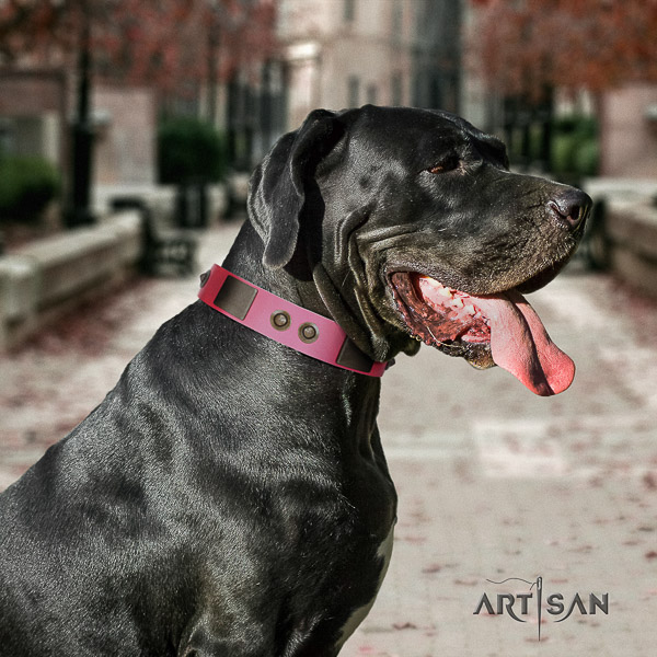 Great Dane easy wearing full grain leather collar with embellishments for your pet