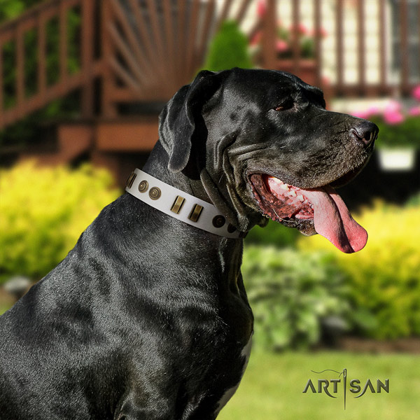 Great Dane perfect fit collar with significant adornments for your doggie