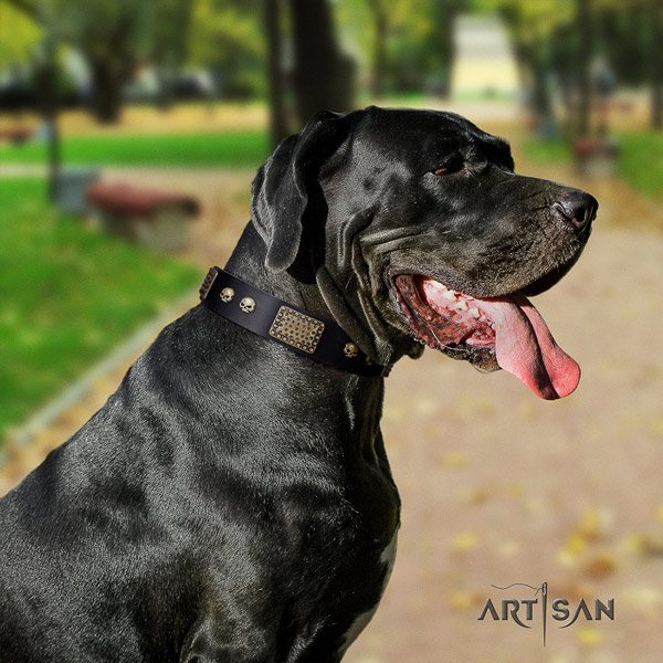 Great Dane fine quality collar with remarkable adornments for your canine