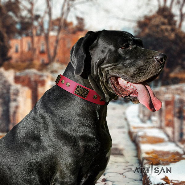 Great Dane comfortable collar with unusual studs for your doggie
