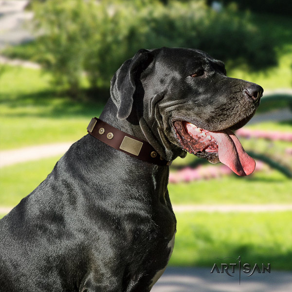 Great Dane convenient collar with remarkable embellishments for your pet