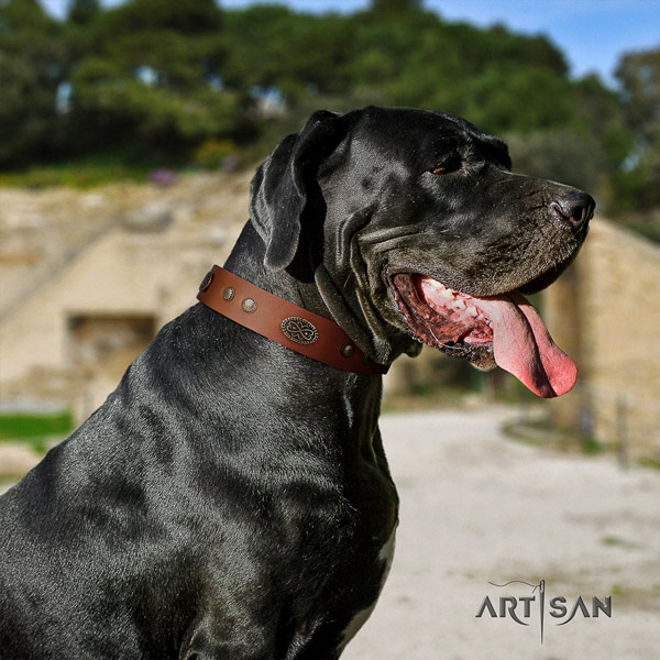 Great Dane perfect fit collar with stylish adornments for your doggie