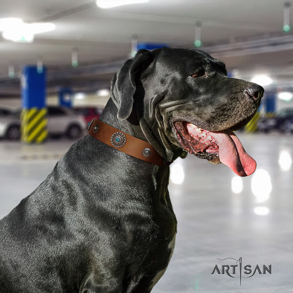 Great Dane daily walking full grain genuine leather collar with embellishments for your doggie
