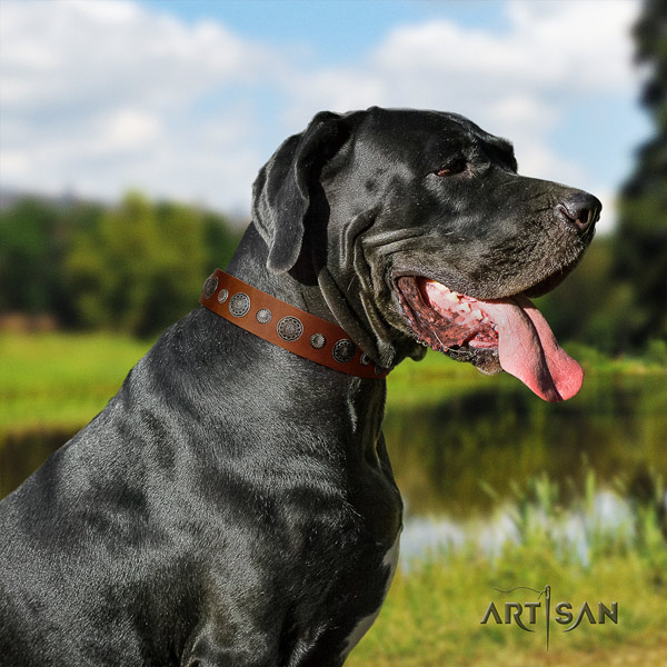 Great Dane top quality collar with fashionable adornments for your pet