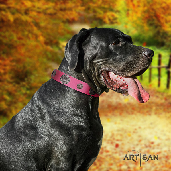 Great Dane daily walking full grain genuine leather collar with decorations for your four-legged friend