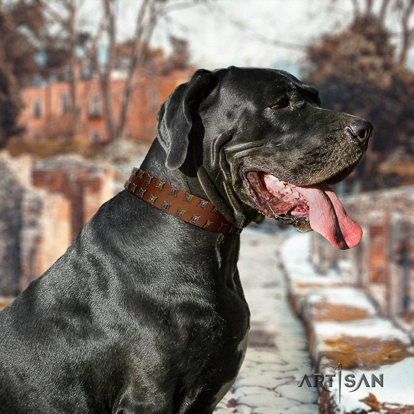 Great Dane fancy walking full grain leather collar with studs for your doggie