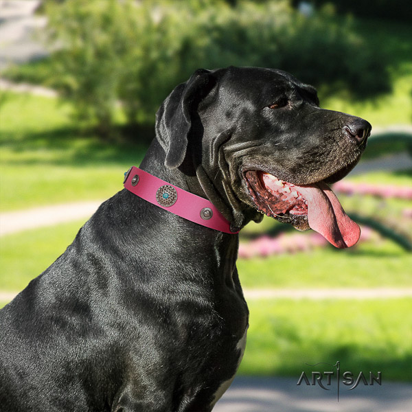 Great Dane comfy wearing natural leather collar with embellishments for your four-legged friend